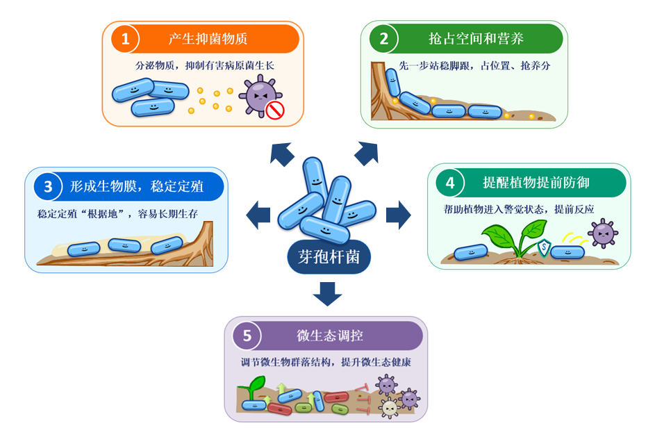 图1-芽孢杆菌的多种生防作用机制.png